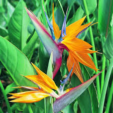 bird of paradise