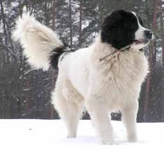 http://t2.gstatic.com/images?q=tbn:DtQa-kjVKCR13M:http://skvpm-klub.si/pasme/slike/landseer.jpg