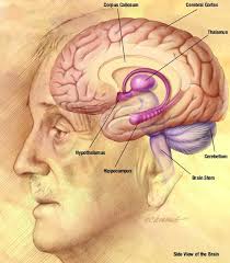 human brain image