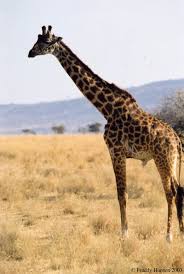 giraffe