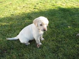 yellow lab puppy