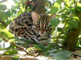 leopard cat pictures