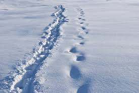 snow traces - photo/picture