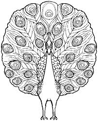 peacock coloring