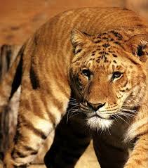 tigon