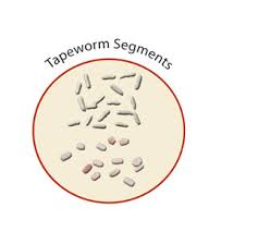 tapeworms in cats