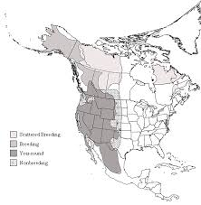 golden eagle breeding