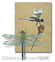 dragonfly illustrations