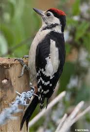 pictures woodpeckers