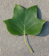 pictures tulip tree
