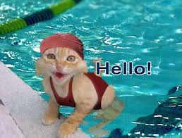 hello_cat.jpg&t=1
