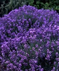 lavanda