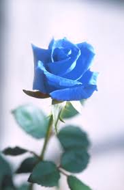 blue rose