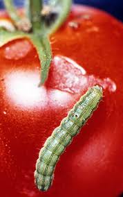caterpillars pictures