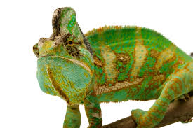 pet reptiles