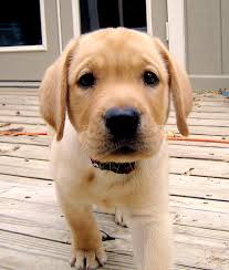 yellow lab puppy