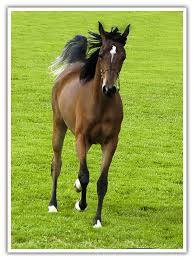 حصان اصيل Arabian_Horse