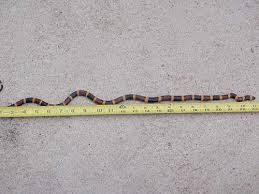 coral snake envenomation