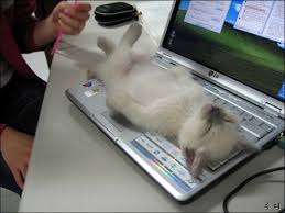 funny cats and dogs