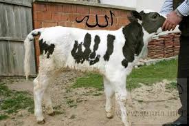 لا تفوتكم صور غريبة ونادرة....... Cow