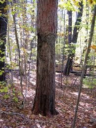 pictures red pine trees