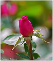 large rose pictures