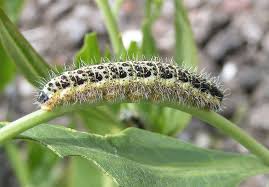 british caterpillars pictures