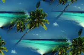 pictures coconut trees