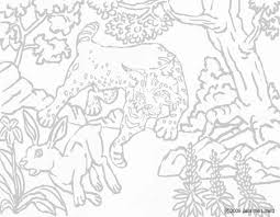 bobcat coloring pictures