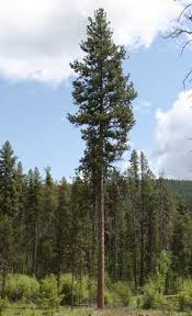 ponderosa pine forest