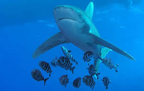 البيئة تعلن اصطياد القرش الثانى المتسبب بإصابة السائحين Shark-Diving-in-Egypt
