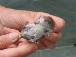 small mammal pictures
