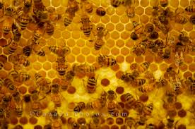 honey bees