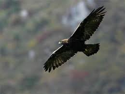 golden eagle breeding