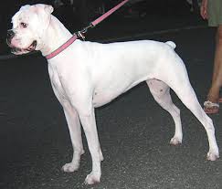 white boxer dogs
