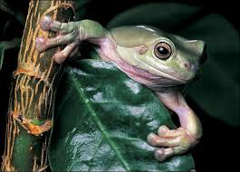 frogs toad pictures