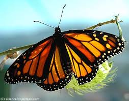 monarch butterfly photos