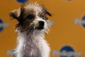 the 2011 Puppy Bowl Lineup