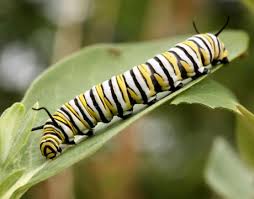 monarch butterfly caterpillar picture