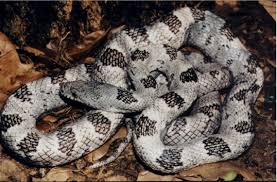 gray rat snake photos
