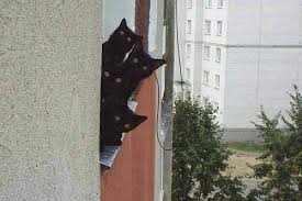 funny cats and dogs
