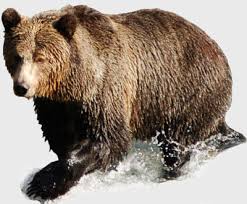 bear