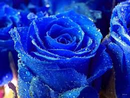 blue rose