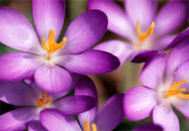 purple violets