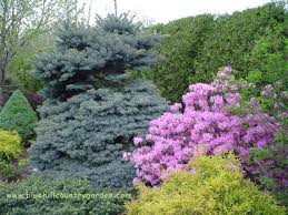 pictures dwarf evergreens