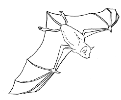 mammal coloring pictures
