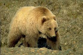 large bear pictures