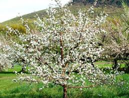 pictures apple trees