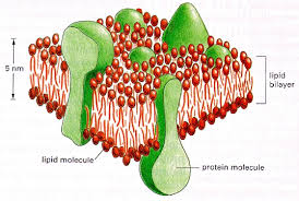 membrane