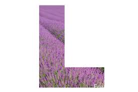the letter l